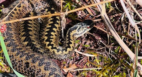 In Step with Nature - August 2022 - Adder patrol during our walks in East Loch Lomond