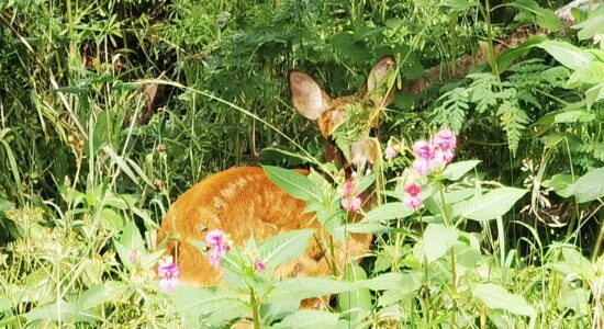 In Step with Nature - Summer of 2022 - We can see you (but only just!)