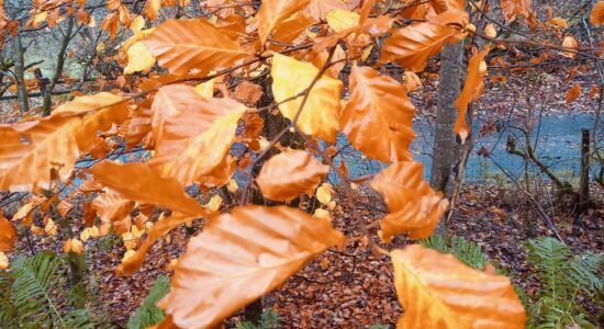 ISWN 2022 Autumn Judith Conic Hill 2