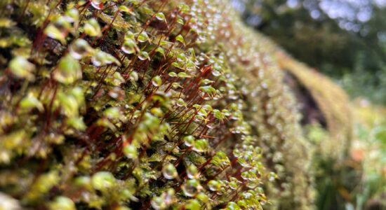 Moss sp.