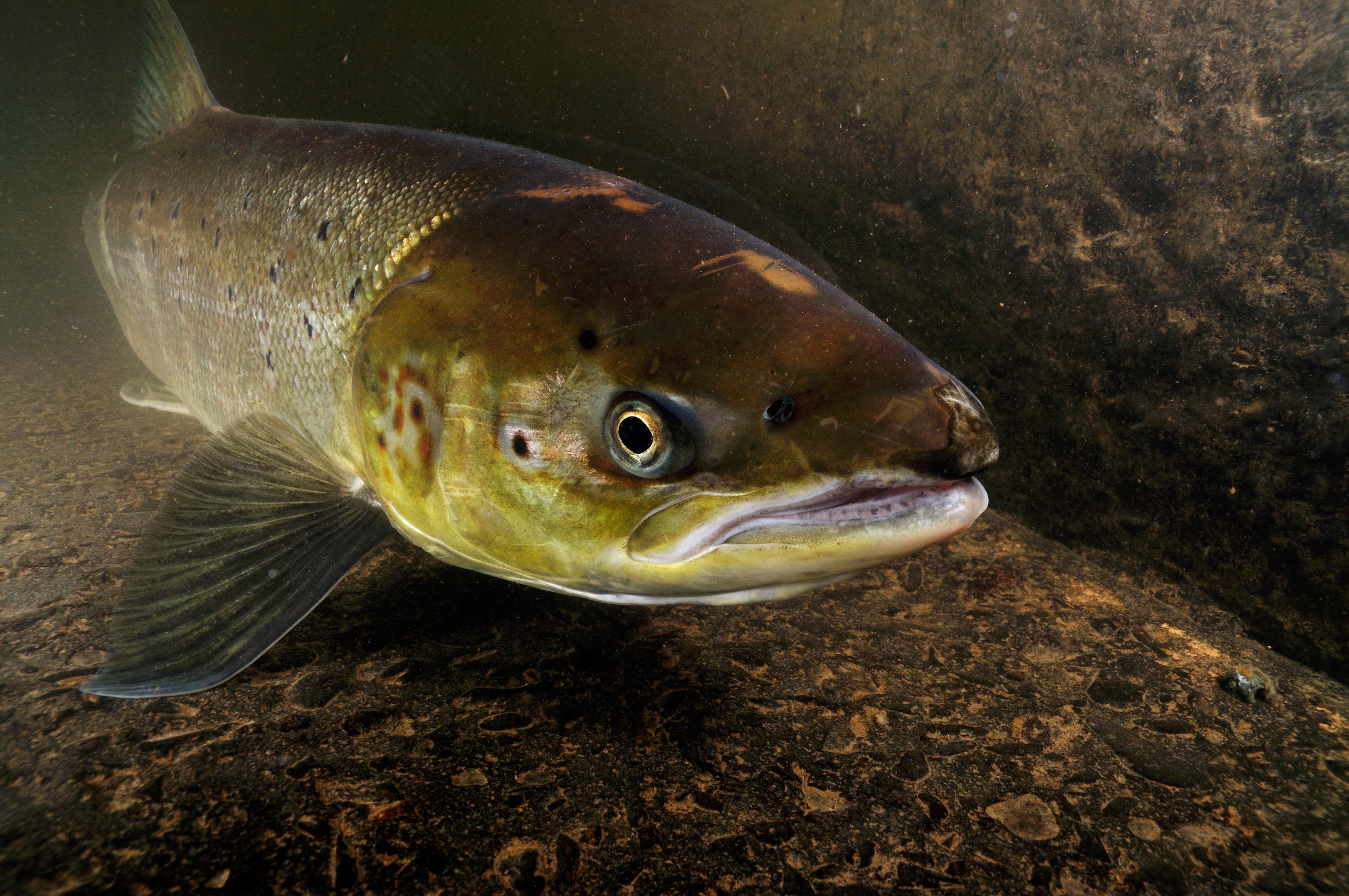 An Atlantic salmon female heading upstream to spawn, Wester Ross, Scotland.